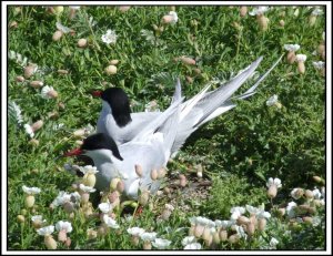 Nesting Terns