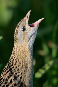 Corncrake