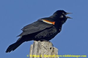 Singing Red-winged Blackbird