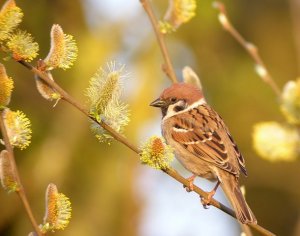 Treesparrow