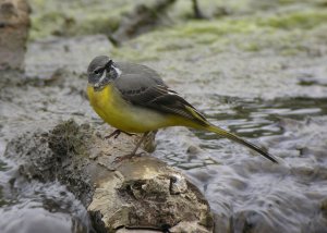 Grey Wagtail