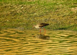 Redshank on a greenbank