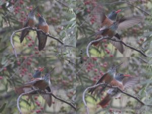 Mating sequence of the Amazilia amazilia