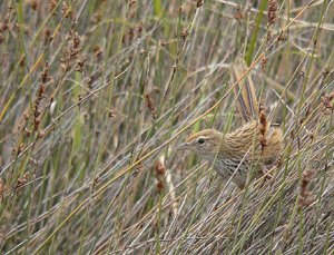 Fernbird