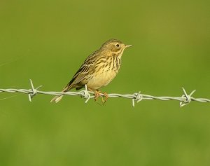 Meadow Pipit