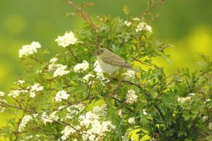 Willow Warbler