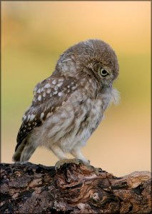 Little Owl