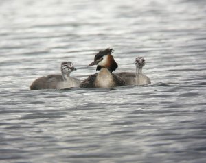 Great Crested Grebe