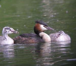 Great Crested Grebe 2