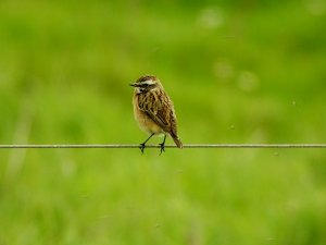 Whinchat