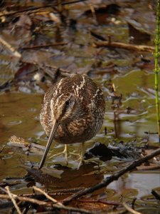 Solitary Snipe