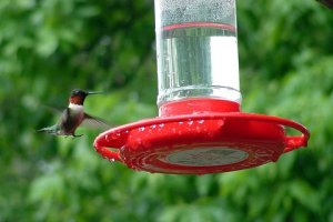 Coming In For A Landing - Male Ruby-Throated Hummingbird