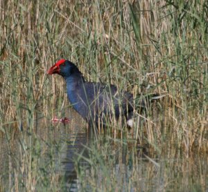 Purple Gallinule