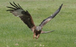 red kite