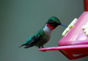 Ruby Throated Humming Bird