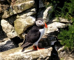 Puffin