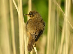 Reed Warbler