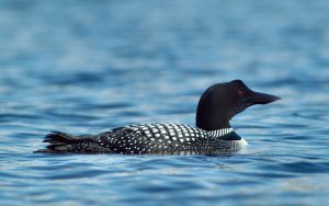 Great Northern Diver (common loon)