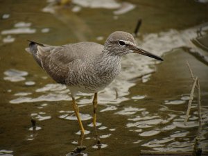 Grey-tailed tattler