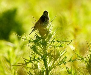 Early morning Linnet