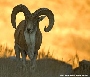 Transcaspian urial