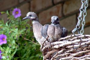 Baby doves in my courtyard