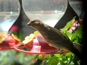 Finch, Feeder, Hummingbirds