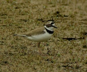 Little Ringed Plover