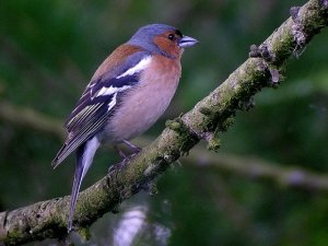 Chaffinch