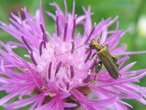 Male Oedemera nobilis