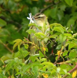 Sedge warbler