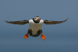 (Atlantic) Puffin