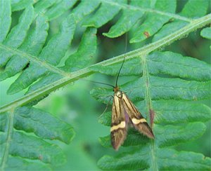 Nemophora degeerella