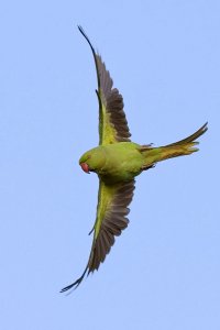 Rose-ringed/Ring-necked Parakeet