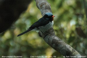 Blue-crested Flycatcher