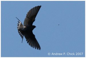 Swallow chasing fly (http://www.forktail.co.uk)