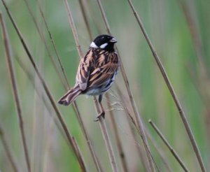 reed_bunting3