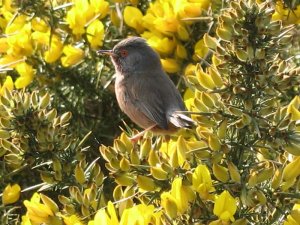 dartford warbler