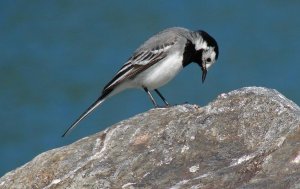 Wagtail