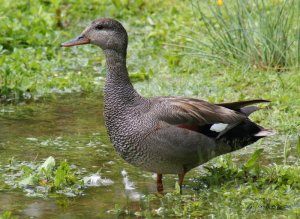 drake gadwall