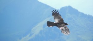 Alpine chough