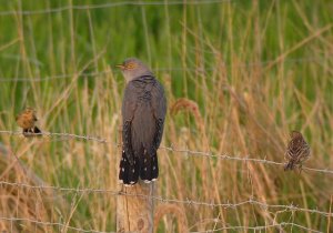 Cuckoo and Friends