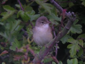 Reed Warbler