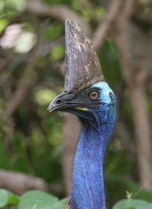 Australia's heaviest bird
