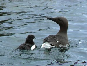 Guillemot