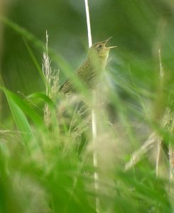 Grasshopper Warbler