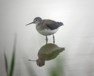 Green sandpiper