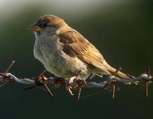 Juv.Tree Sparrow