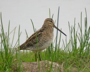 Snipe