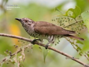 Little Bronze-cuckoo
